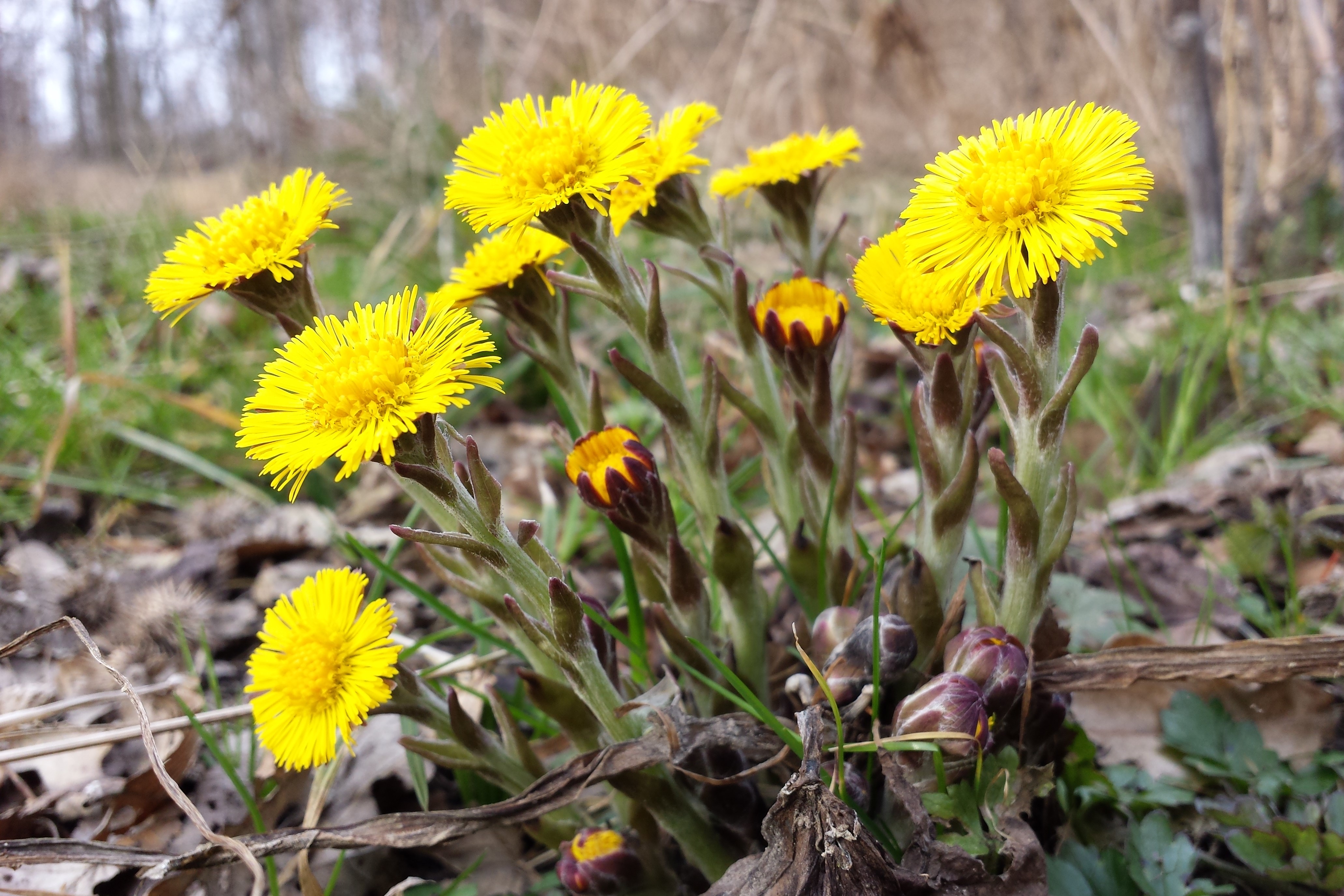 Säkert vårtecken - Sandsopningen börjar i våra områden